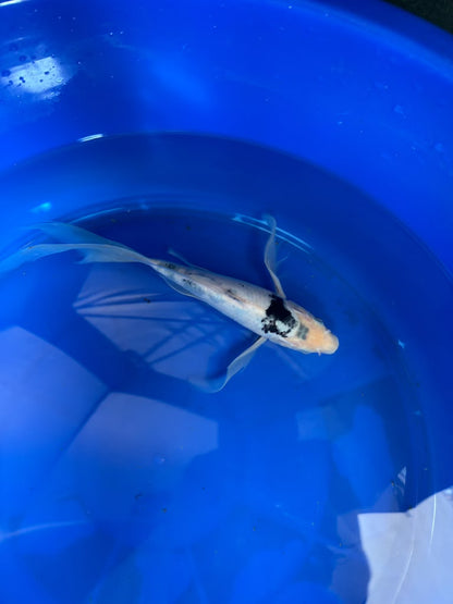 Shiro Utsuri Butterfly Koi 10 Inch
