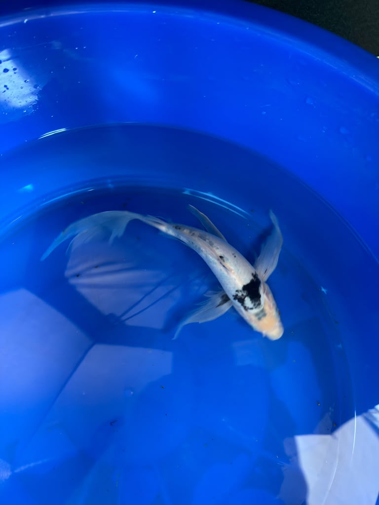 Shiro Utsuri Butterfly Koi 10 Inch