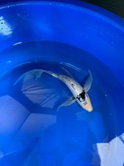 Shiro Utsuri Butterfly Koi 10 Inch