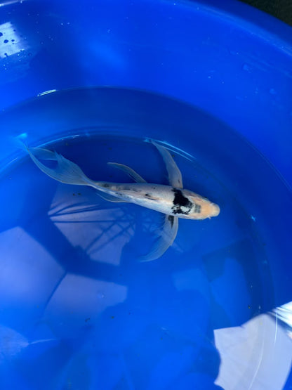 Shiro Utsuri Butterfly Koi 10 Inch