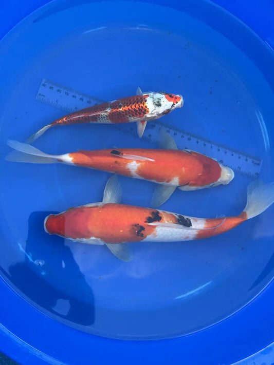 3 Pack of Koi 8 to 12 inch