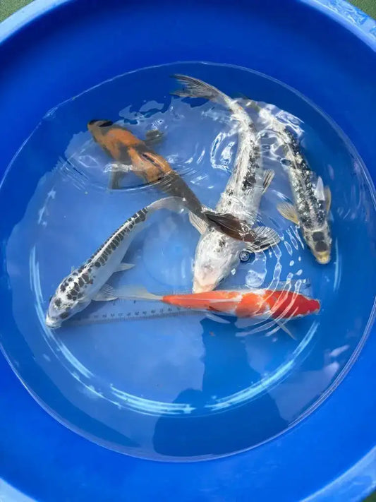 5 Pack of Koi 8 to 12 inch