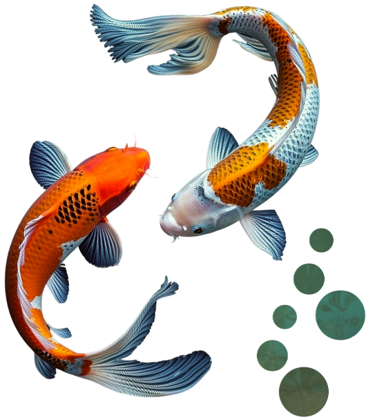 KoiFish<span> and Pond Products</span>