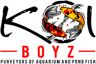 Koi Boyz