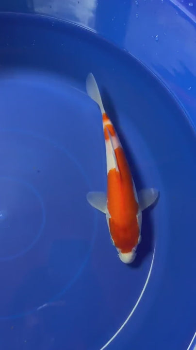 8"  Kohaku Japanese Import Koi (Hand Picked) T1