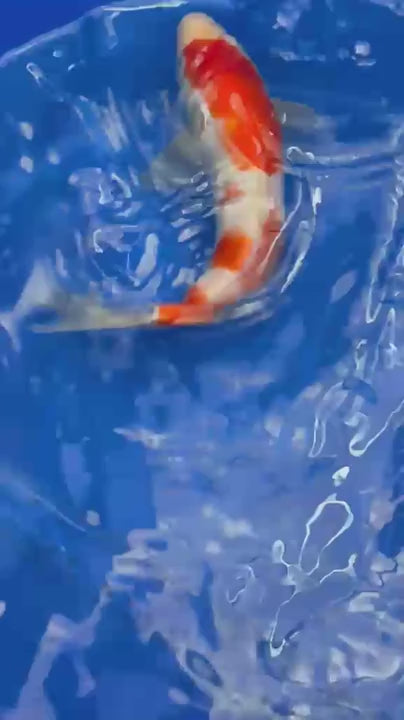 8.5 " Kohaku Japanese Imported HQ(High Quality) T2