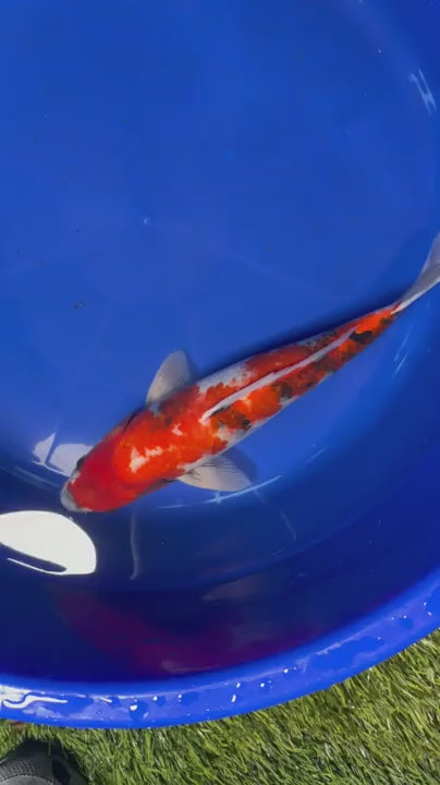 Japanese Showa Koi 14"