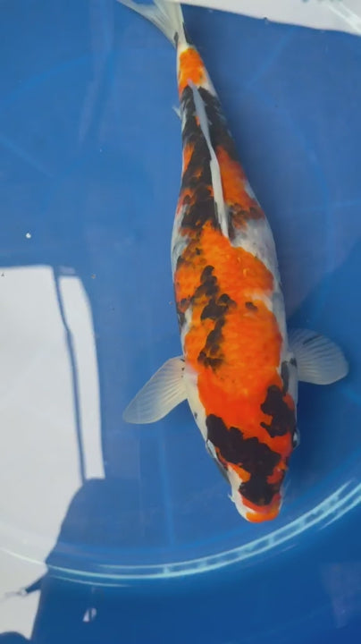 15" Dinichi Showa Japanese Import Koi