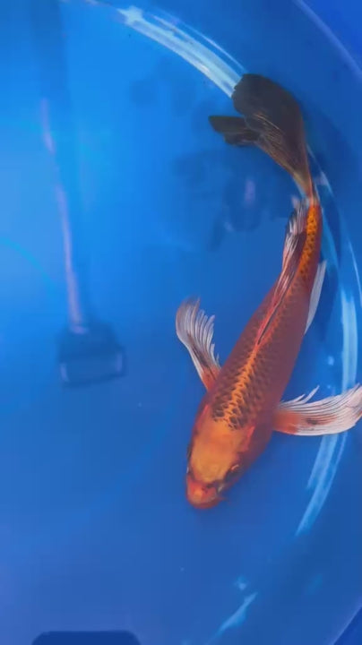 Kin Matsuba Butterfly Koi 9 Inch