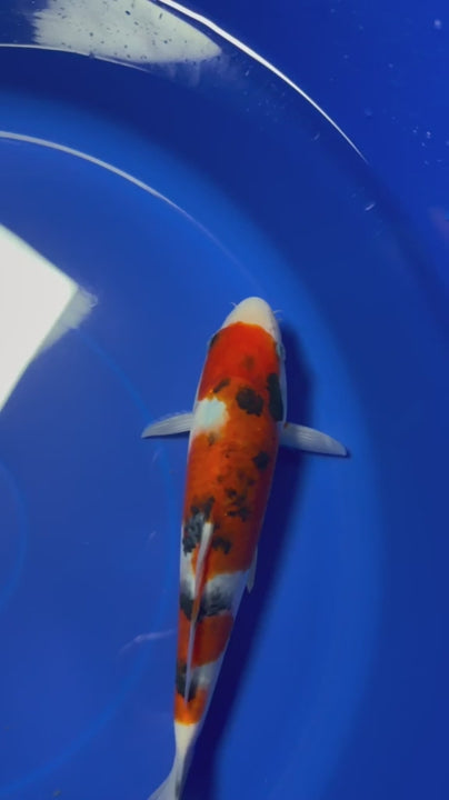 9" Showa Japanese Imported HQ(High Quality)