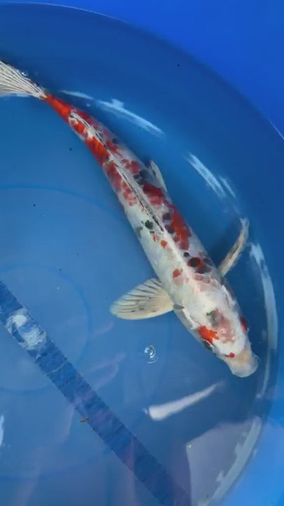 Taisho Sanke Koi 12"