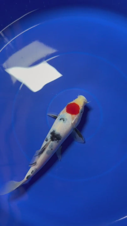 8" Tancho Sanke Japanese Imported HQ(High Quality)