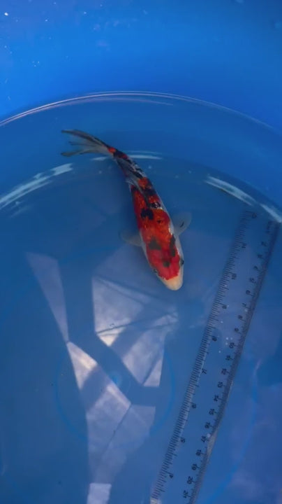 6"  Ginrin Showa Japanese Import Koi (Hand Picked)