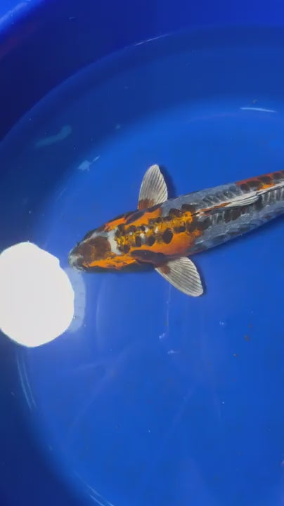 15" Inch Kin Kikokuryu Japanese Import Koi