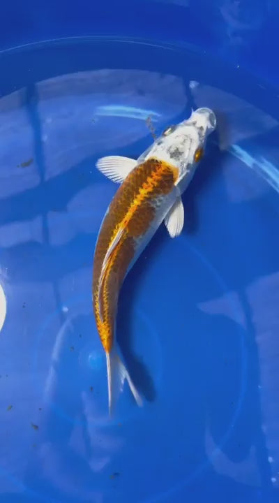 Japanese Kujaku 8" inch Koi