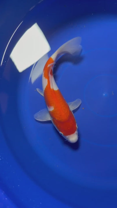 10" Kohaku Japanese Imported HQ(High Quality)