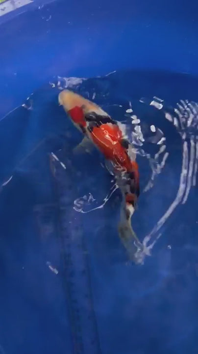 8"  Showa Japanese Import Koi (Hand Picked) T3