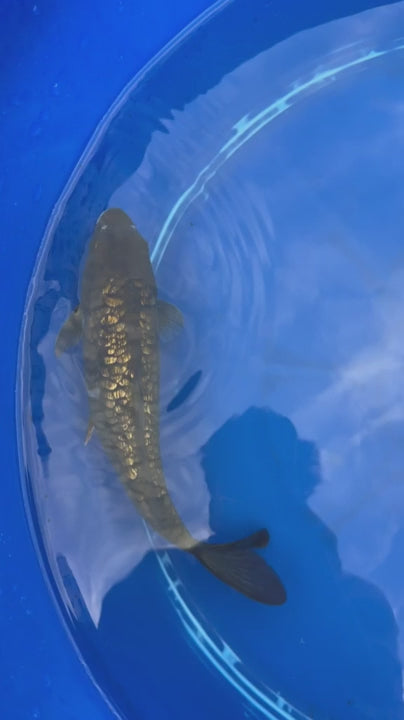 Ginrin Karasu Black Diamond Koi 11"
