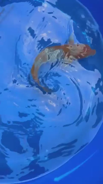 Japanese Ochiba Shigure Koi 11 inch