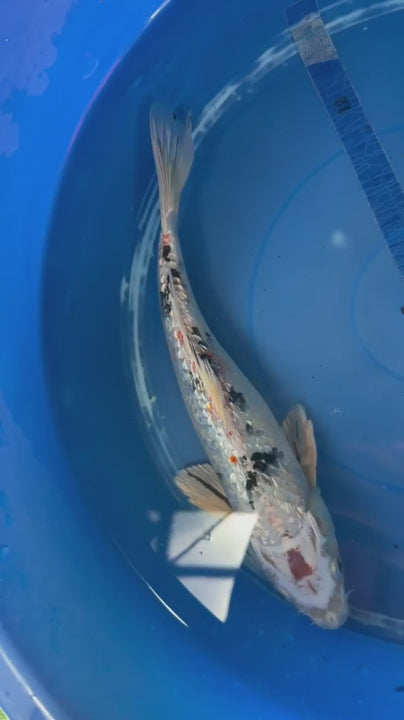 Ginrin Sanke Koi 12"