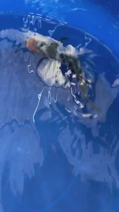 6"  Ginrin Showa Japanese Import Koi (Hand Picked) T2