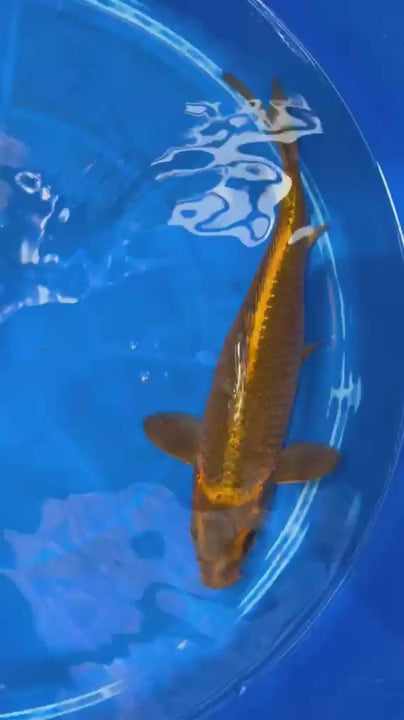 Kin Matsuba Koi 12" TD