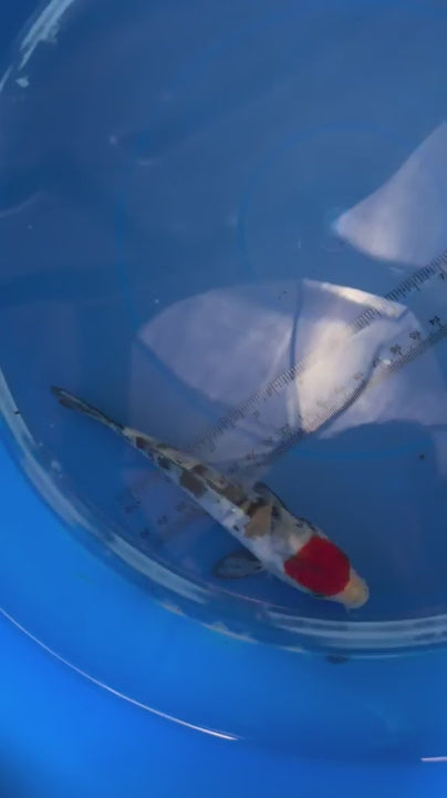 6"  Tancho Showa Japanese Import Koi (Hand Picked) T2