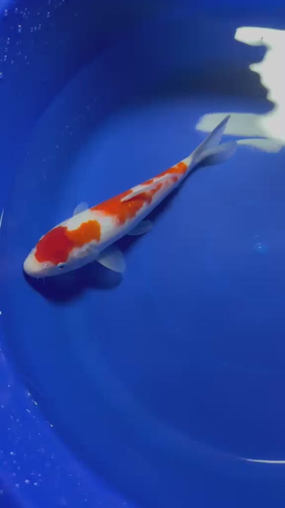 9" Kohaku Japanese Import Koi