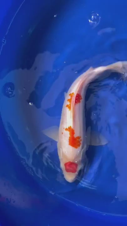 12 Inch Maruten Kohaku Japanese Import Koi GT
