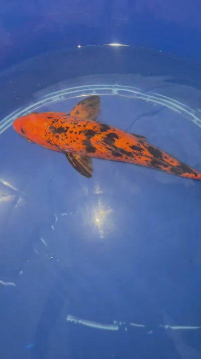 12"  Kin Hi Utsuri Koi