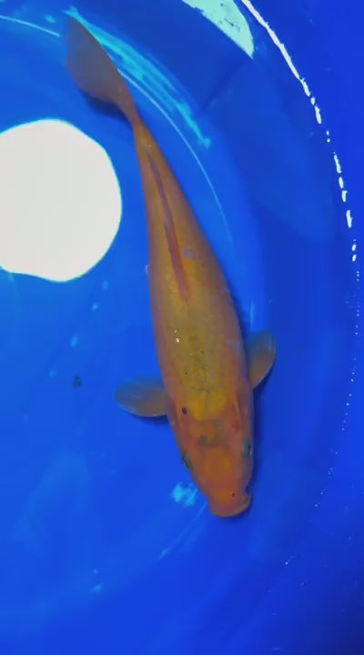 Benigoi 9" Koi
