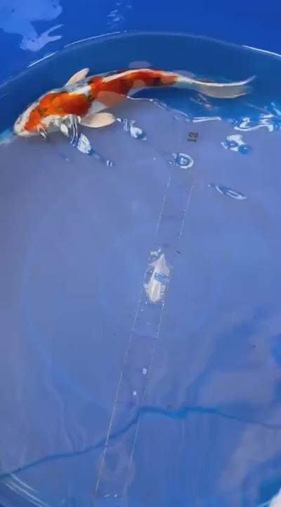 8 " Inch Doitsu Yamato Nishiki Koi