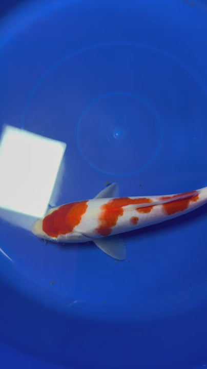 9" Kohaku Japanese Imported (Hand Picked)
