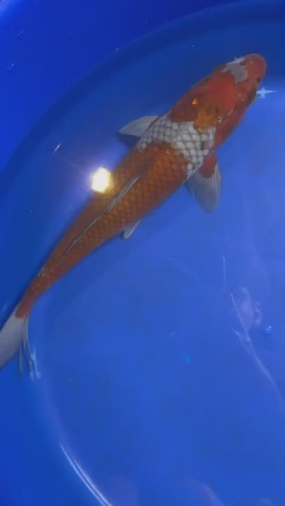 14 Inch Ochiba Japanese Import Koi