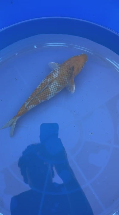 Japanese Ochiba Shigure Koi 9.5"