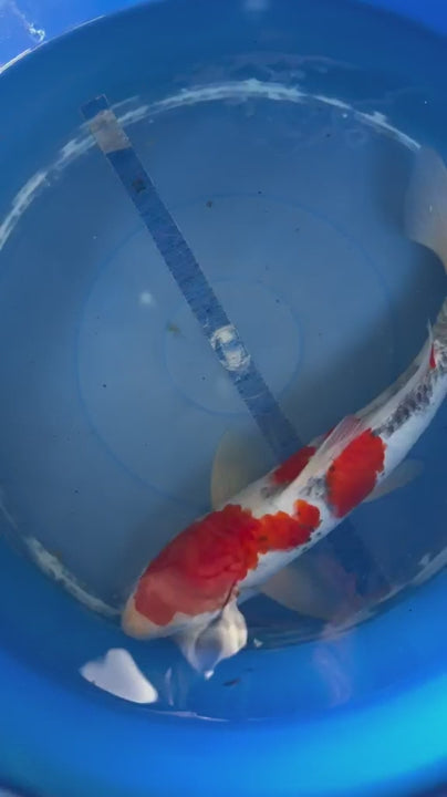 Taisho Sanke Koi 12"