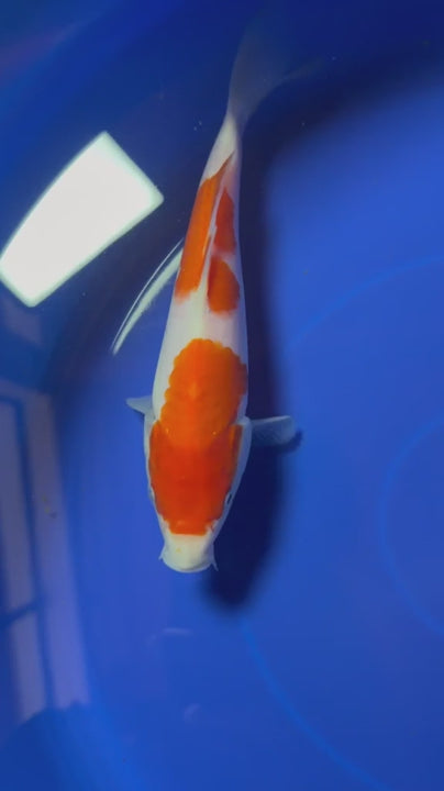 8"  Kohaku Japanese Import Koi (Hand Picked) T1