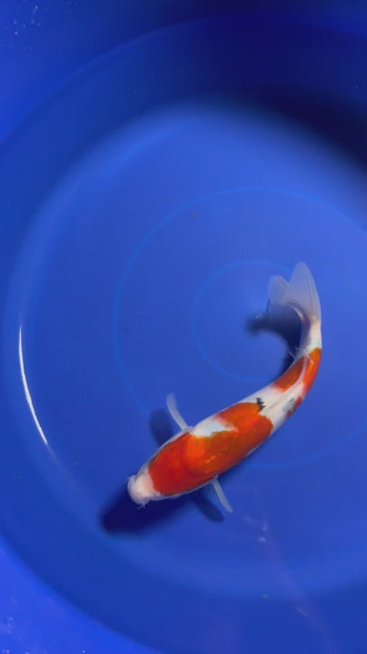 9" Sanke Japanese Imported HQ(High Quality)