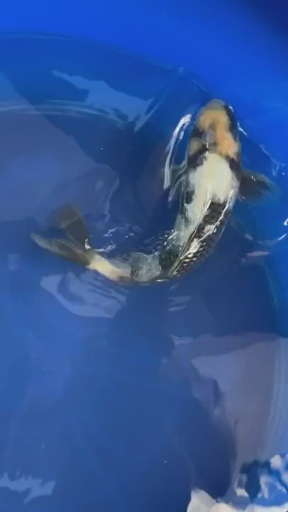 Japanese Import 11" Ginrin Shiro Utsuri KOI