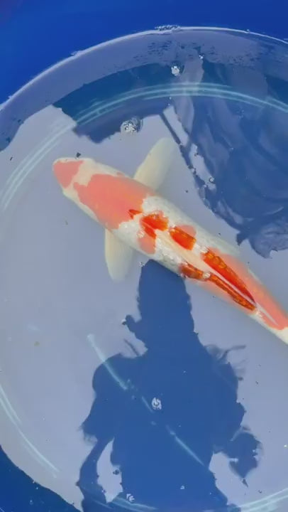 14" Inch "Gin Rin" Kohaku Koi