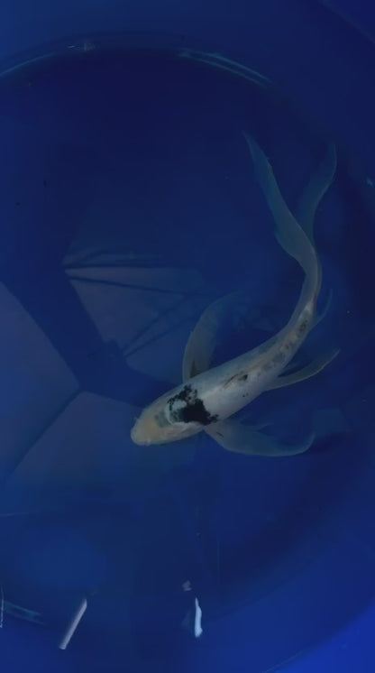 Shiro Utsuri Butterfly Koi 10 Inch