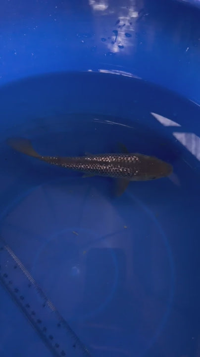 6"  Ginrin Soragoi Japanese Import Koi (Hand Picked) T3