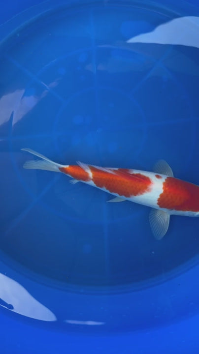 10" Kohaku Japanese Imported T2
