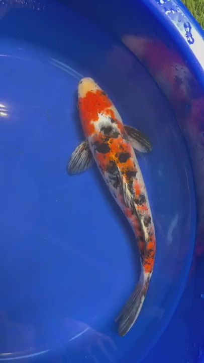 Showa Koi 12" Inches