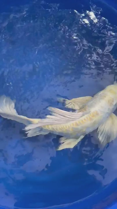 Doitsu Hariwake Butterfly Koi 15"
