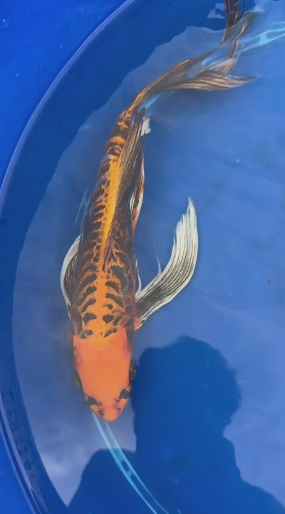 Kin Matsuba Butterfly Koi 15 Inch