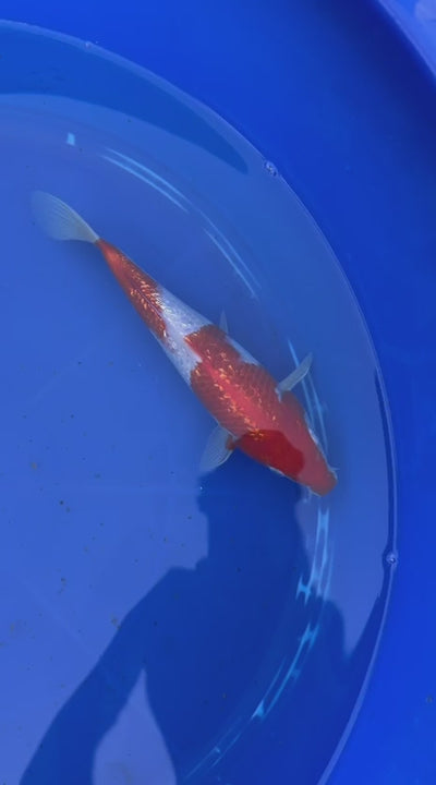 Japanese Ginrin Kohaku 8" Koi