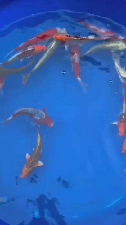4 Pack of Japanese Imported Tosai Koi 6 to 7 inch
