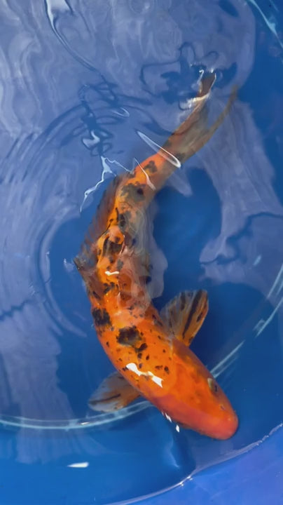 11"  Kin Hi Utsuri Koi