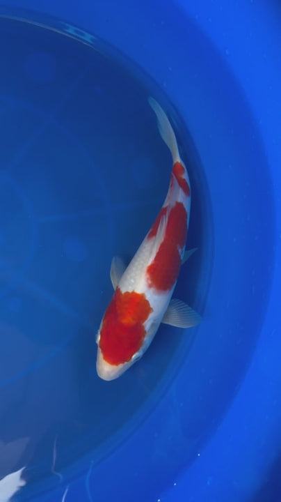 9" Kohaku Japanese Imported T2